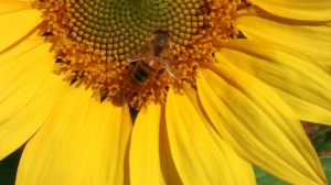 IMG_20150422_105020649