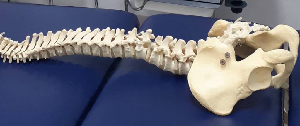 The current image has no alternative text. The file name is: skeleton.jpg